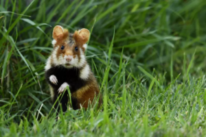 10 Surprising Hamster Facts: Tiny Creatures with Big Personalities