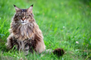 Everything You Need to Know About Siberian Cats: The Majestic, Hypoallergenic Felines