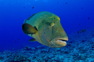 Why the Humphead Wrasse Is Endangered: A Deep Dive into the Plight of the Ocean’s Gentle Giant