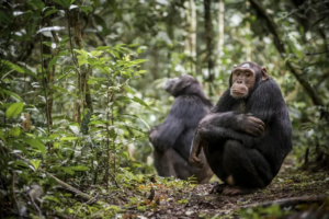 Why Chimpanzees Are Disappearing and What We Can Do to Save Them