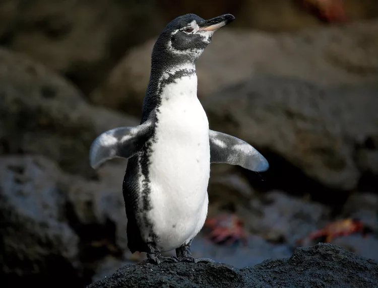 Why Is the Galapagos Penguin Endangered? Threats and How You Can Help