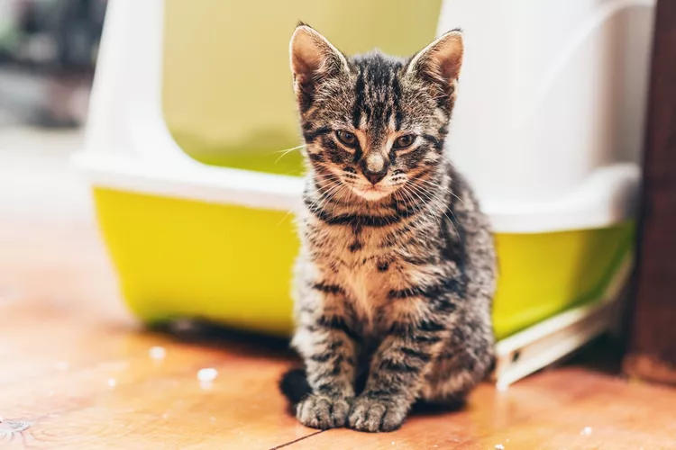 7 ‘Purrfect’ DIY Solutions to Hide the Litter Box