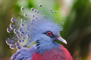 15 Birds with Fabulous Hairdos That Put Your Style to Shame