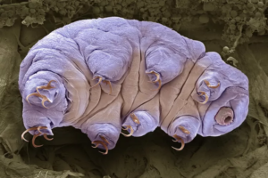 10 Astounding Facts About Tardigrades: Nature’s Indestructible Micro-Warriors